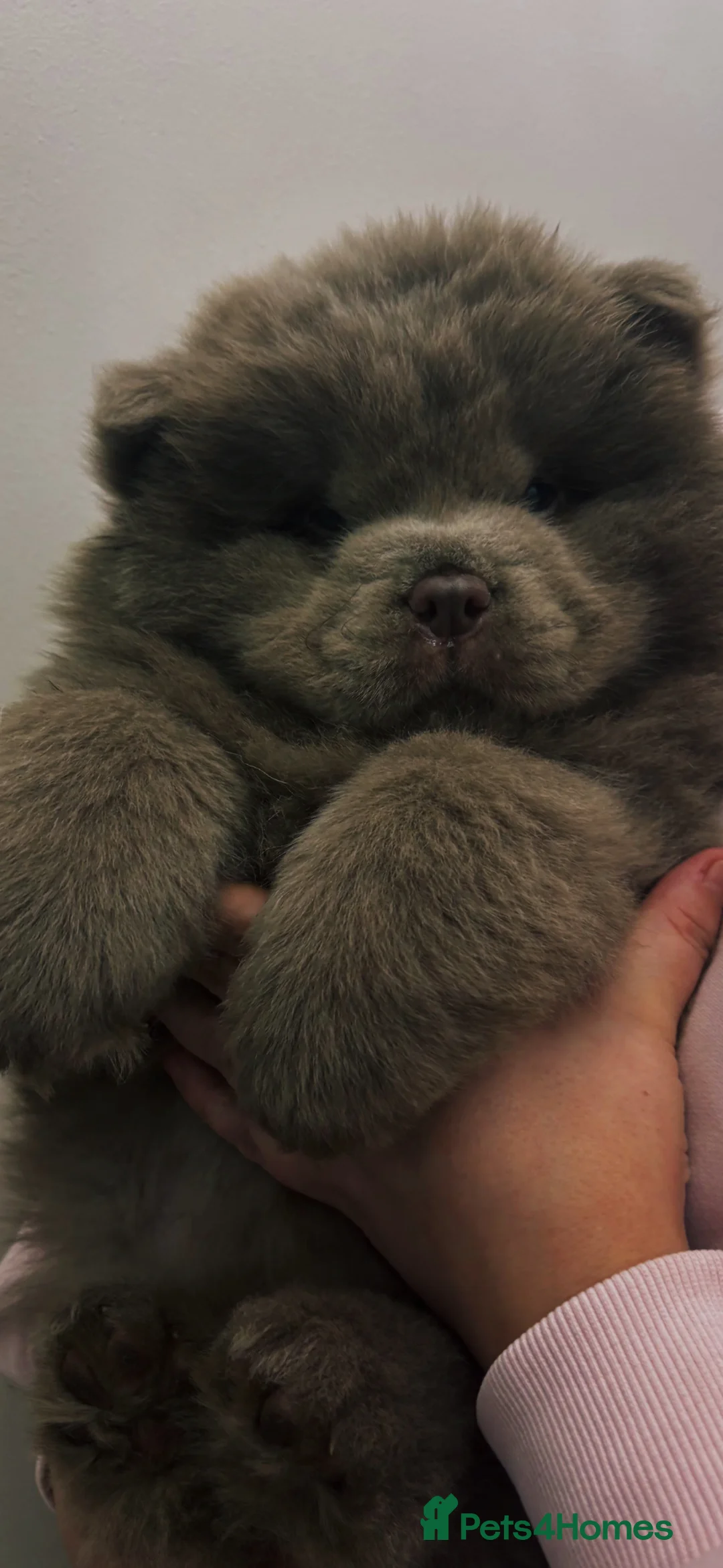 Chow Chow dogs for sale: Ready to leave solid lilac 🧸🔥 - Advert 1