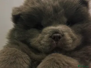 Chow Chow dogs Ready to leave solid lilac 🧸🔥 - Advert 17
