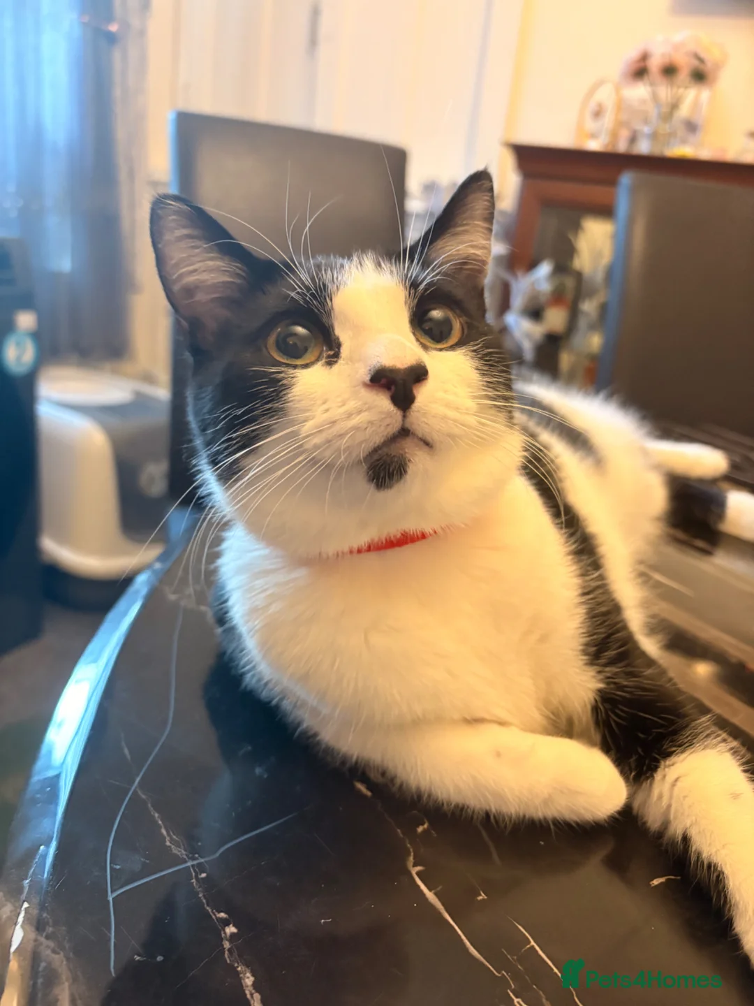 Mixed Breed cats for sale: Bonded Pair Nyafi and Milo in Colne - Advert 6