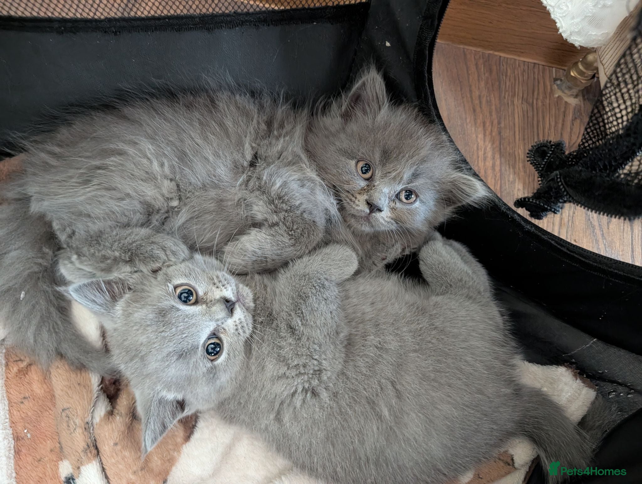 British Shorthair cats Beautiful BSH-kittens-Ready for Their New Homes - Advert 1