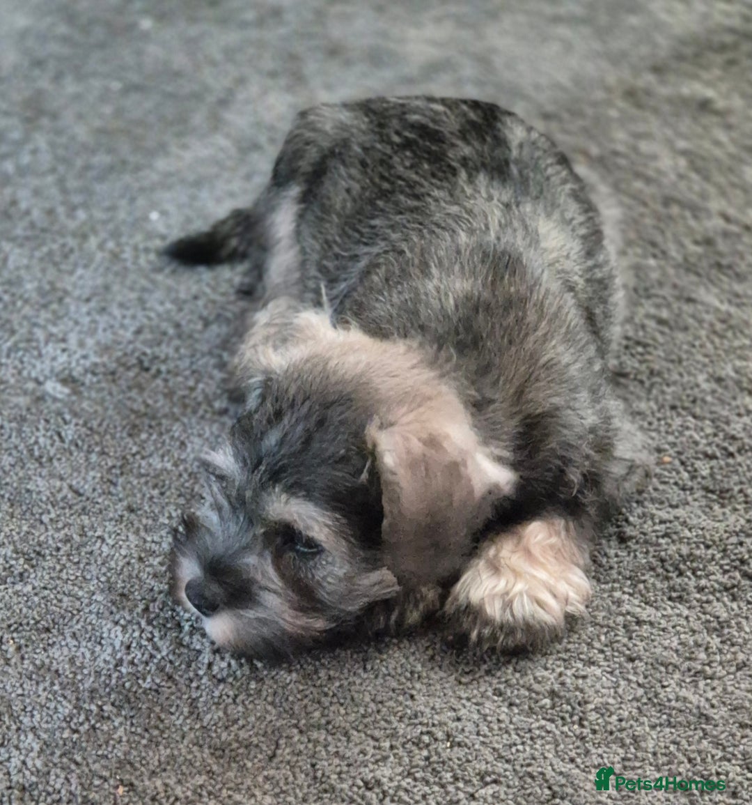 Miniature Schnauzer dogs for sale: All pups sold. Thank you - Advert 9