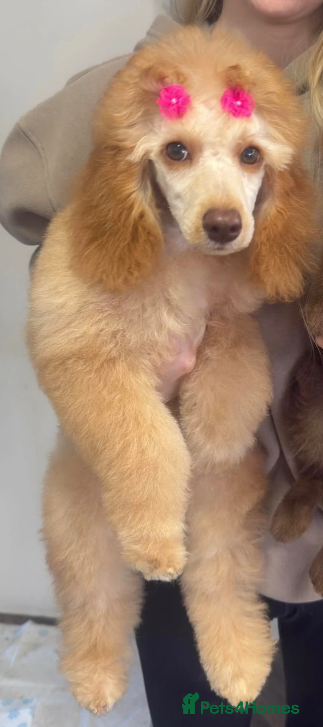 Miniature Poodle dogs for sale: Miniature Poodle looking for a home full of love in Buckhurst Hill - Advert 1