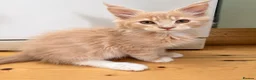 Maine Coon cats for sale: READY NOW ,TICA MALE MAINECOON - Advert 5