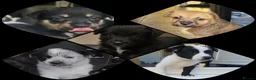 Mixed Breed dogs for sale: 5 collie x whippet puppies  - Advert 1