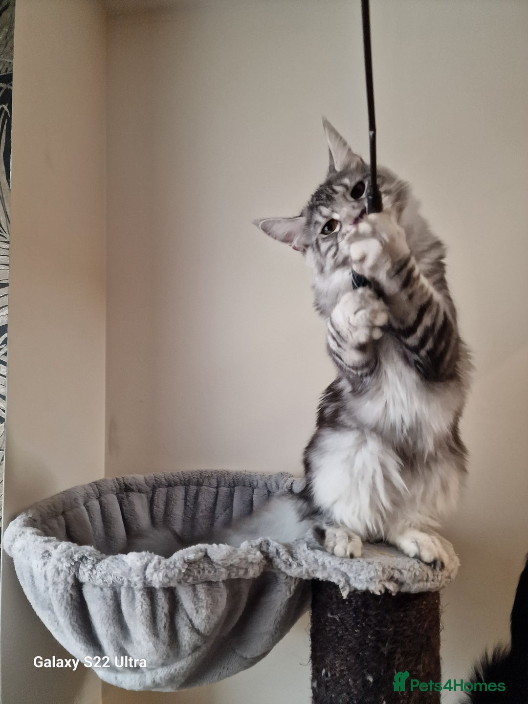 Maine Coon cats for sale: 🎀Fantastic female🎀 - Advert 6