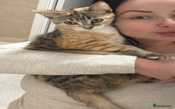 Ragdoll cats for sale: Mixed Ragdoll QUEEN💛 - Image 11