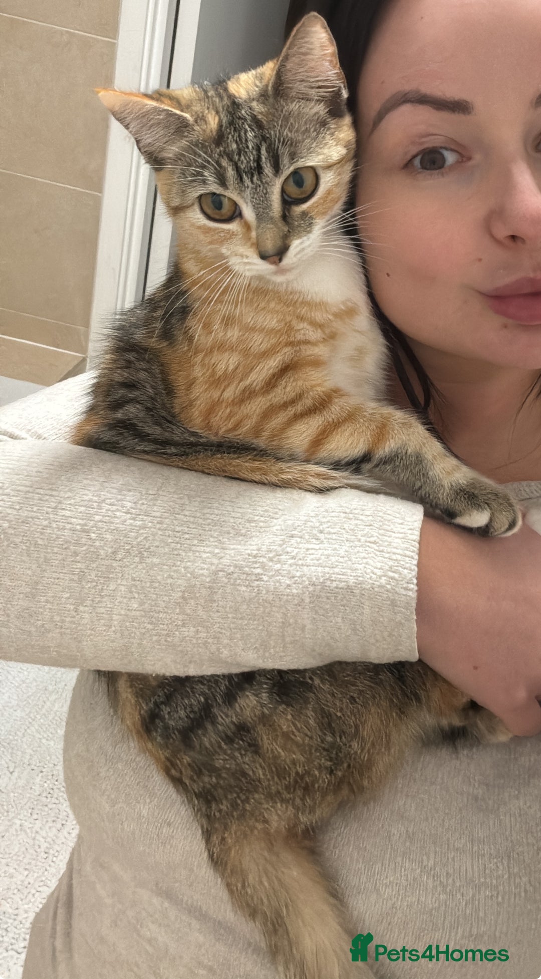 Ragdoll cats for sale: Mixed Ragdoll QUEEN💛 - Image 11