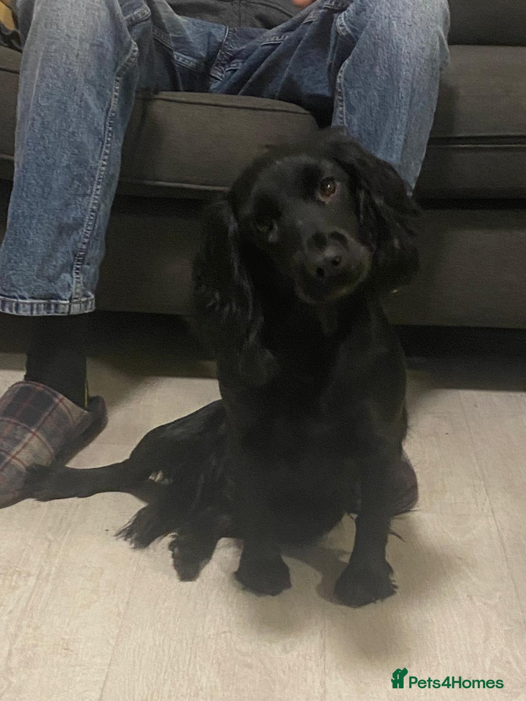 Cocker Spaniel dogs for sale: Cocker spaniel bitch available  - Advert 1