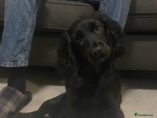 Cocker Spaniel dogs Cocker spaniel bitch available - Advert 1