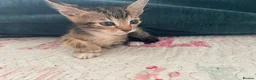 Mixed Breed cats for sale: Siamese x Maine coon kittens - Advert 25