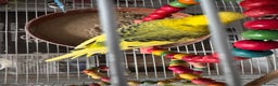 Budgerigars birds for sale: Budgies for sale - Advert 2