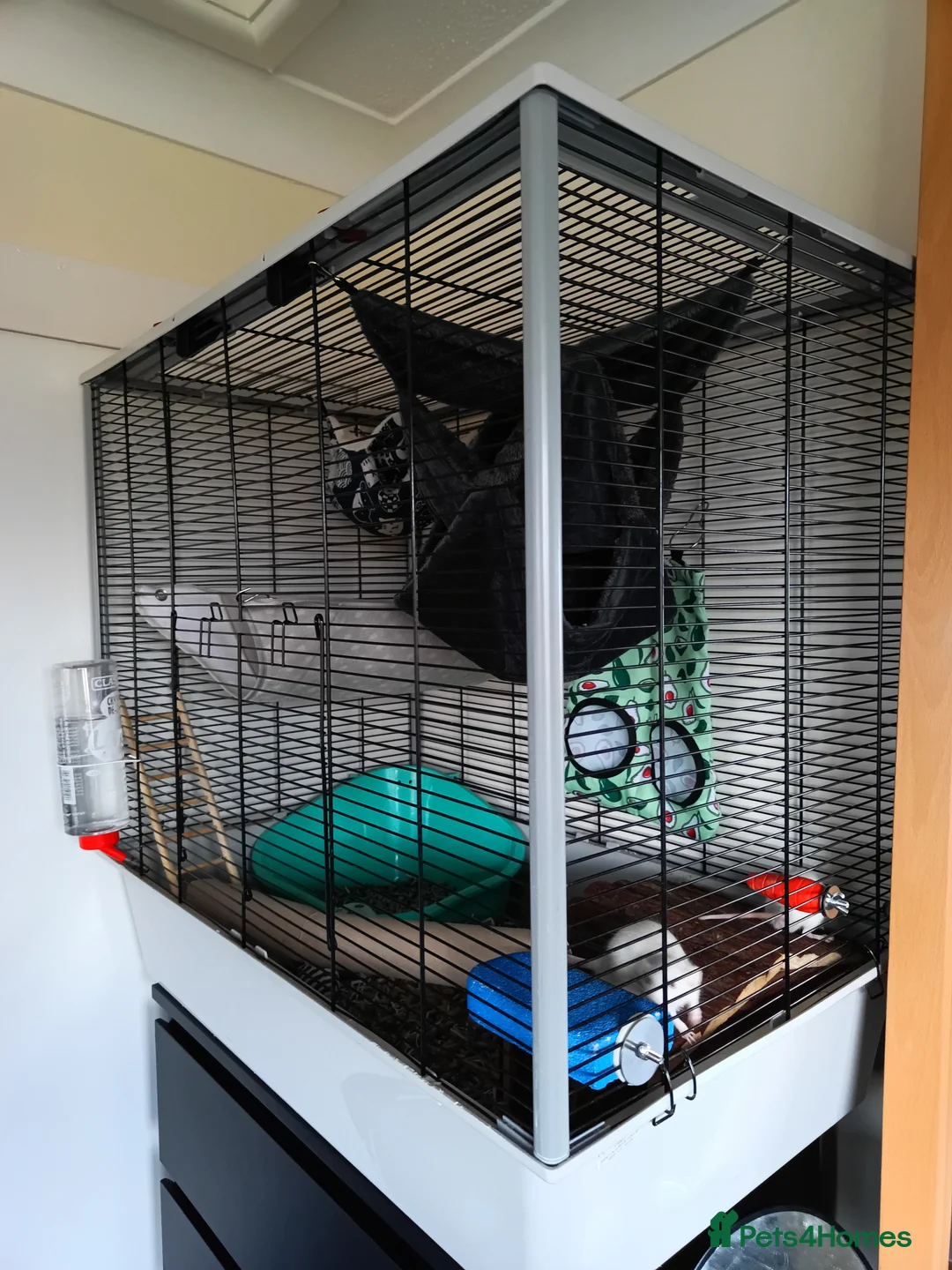 Rat rodents for sale: 3 Dwarf rats and cage  - Advert 1