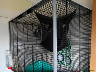 Rat rodents 3 Dwarf rats and cage - Advert 1