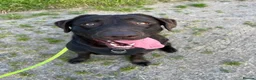 Labrador Retriever dogs for sale: 9 Pedigree Black Labrador Retrievers   in Llangadog - Advert 13