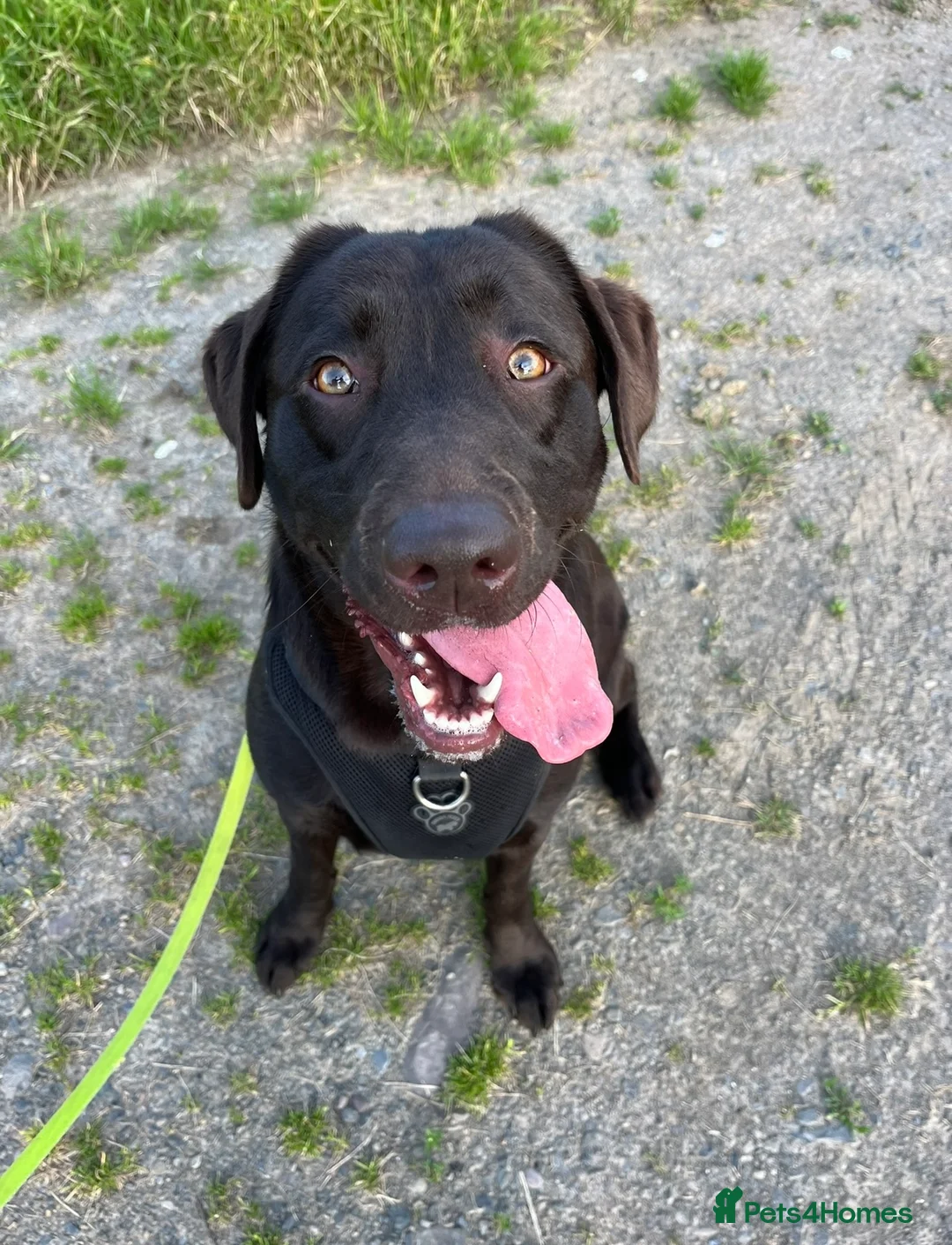 Labrador Retriever dogs for sale: 9 Pedigree Black Labrador Retrievers   in Llangadog - Advert 13