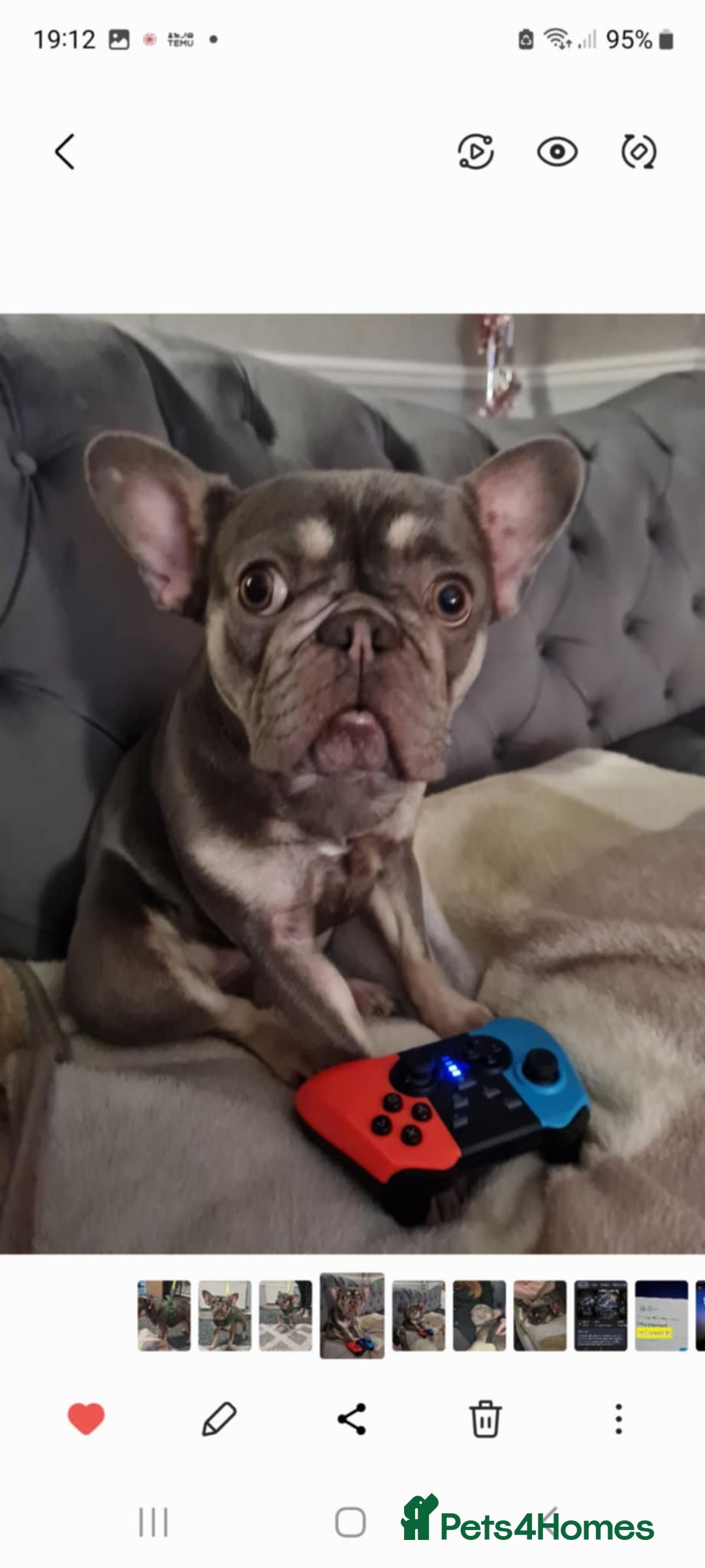 French Bulldog dogs for sale: Cass female french bulldog  - Advert 2