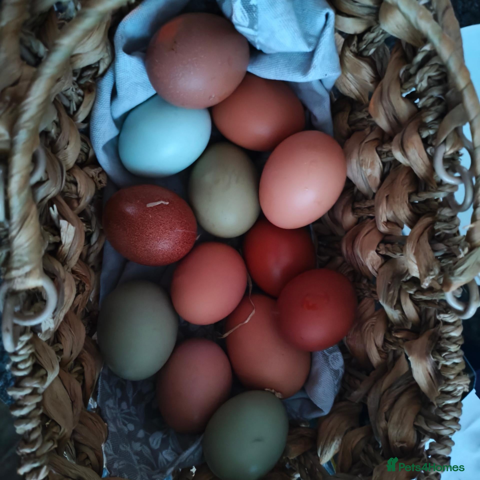 Chickens poultry Beautiful Home-Hatched Hybrid Chicks–Mixed Colours - Advert 2