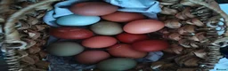 Chickens poultry for sale: Beautiful Home-Hatched Hybrid Chicks–Mixed Colours - Advert 2