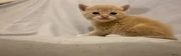 Mixed Breed cats for sale: Persian and Exotic Persian cross kittens - Advert 10