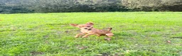Jack Chi dogs for sale: Female chihuahua x Jack Russell 5 months old. - Advert 1