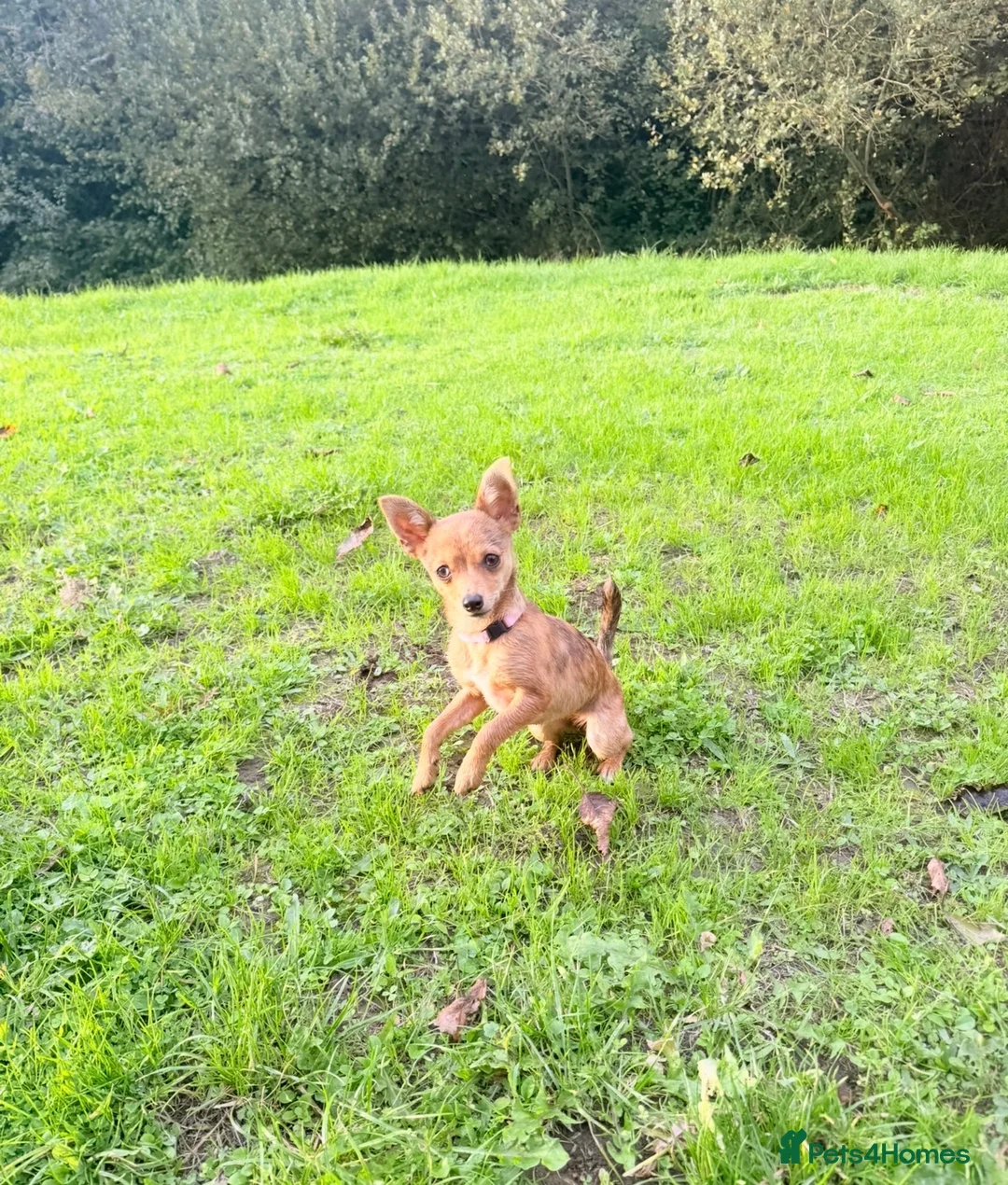 Jack Chi dogs for sale: Female chihuahua x Jack Russell 5 months old. - Advert 1