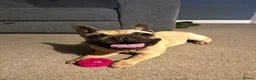 French Bulldog dogs for sale: Female French Bulldog  - Advert 5