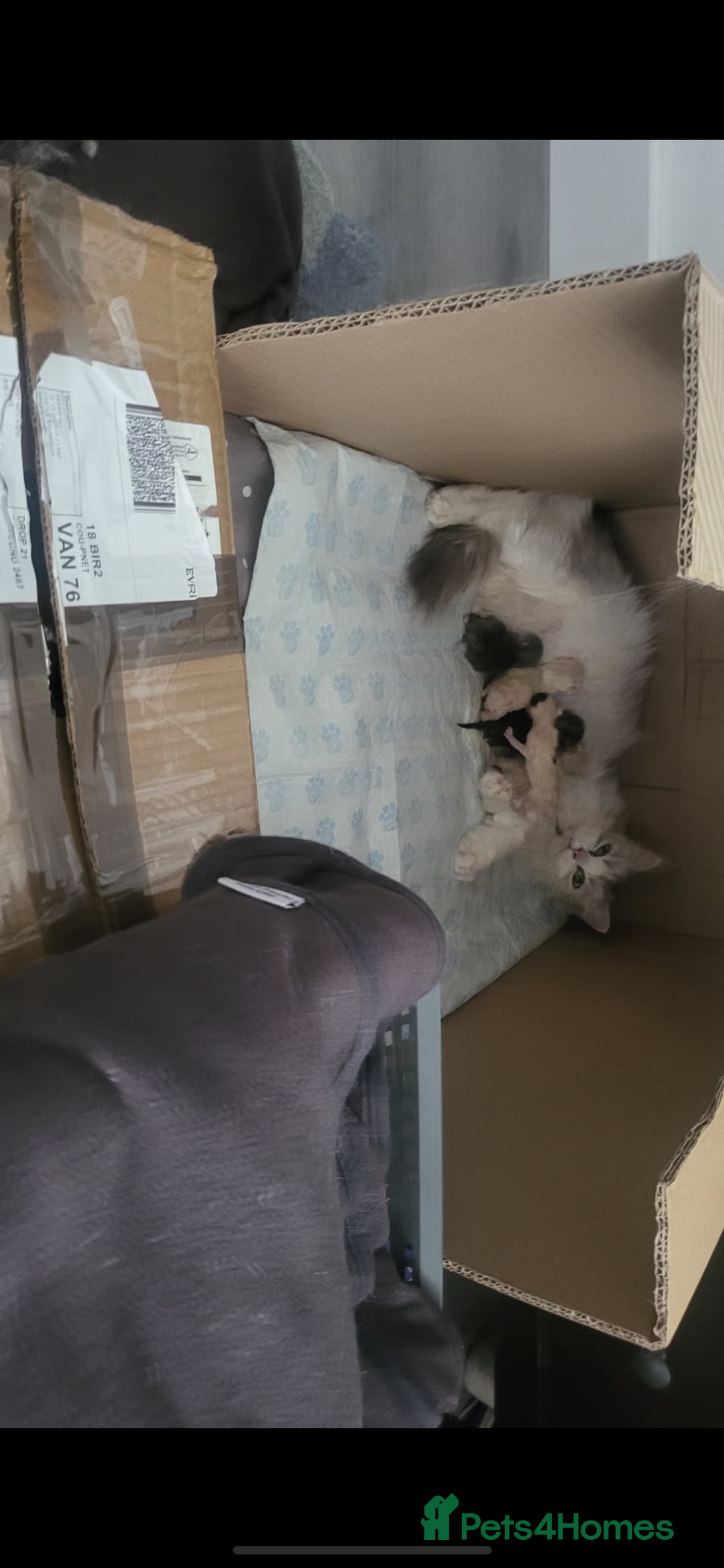 Ragdoll cats for sale: Persian ragdoll - Image 25
