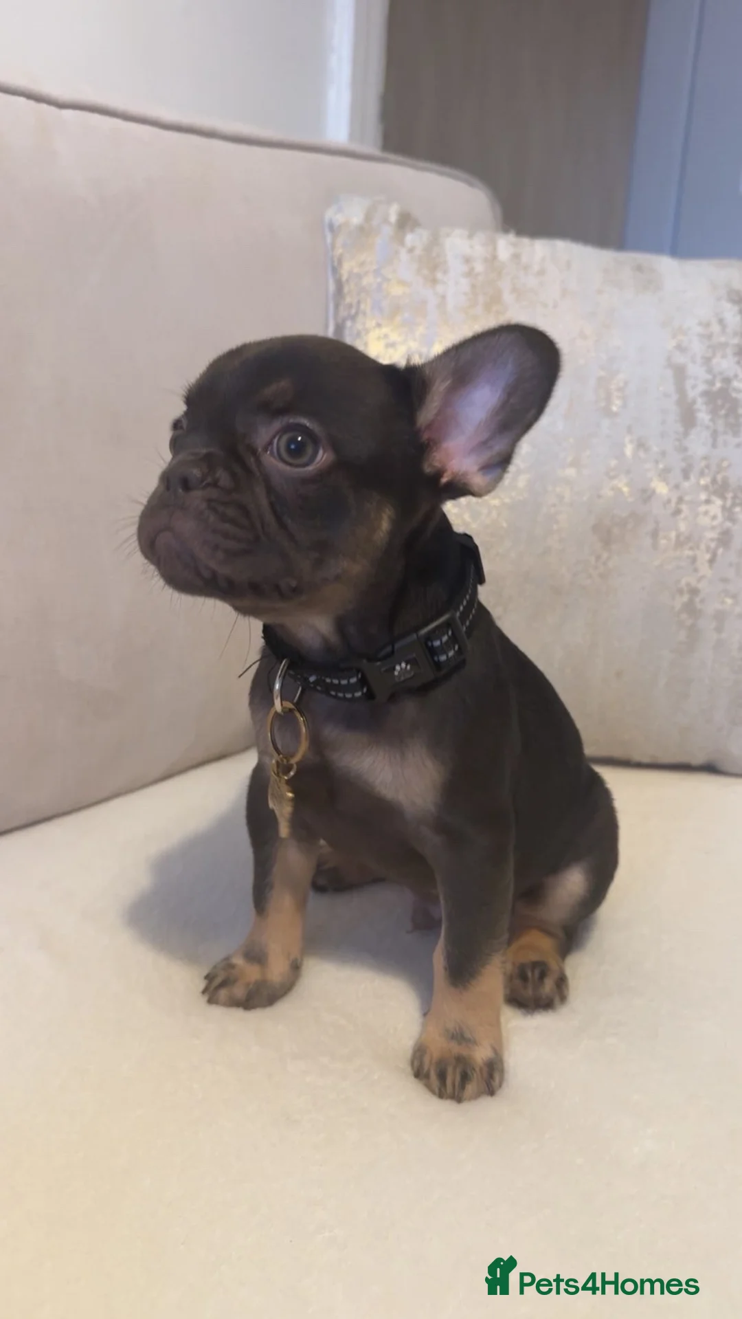 French Bulldog dogs for sale: Chocolate tan French bulldog puppy - Advert 1