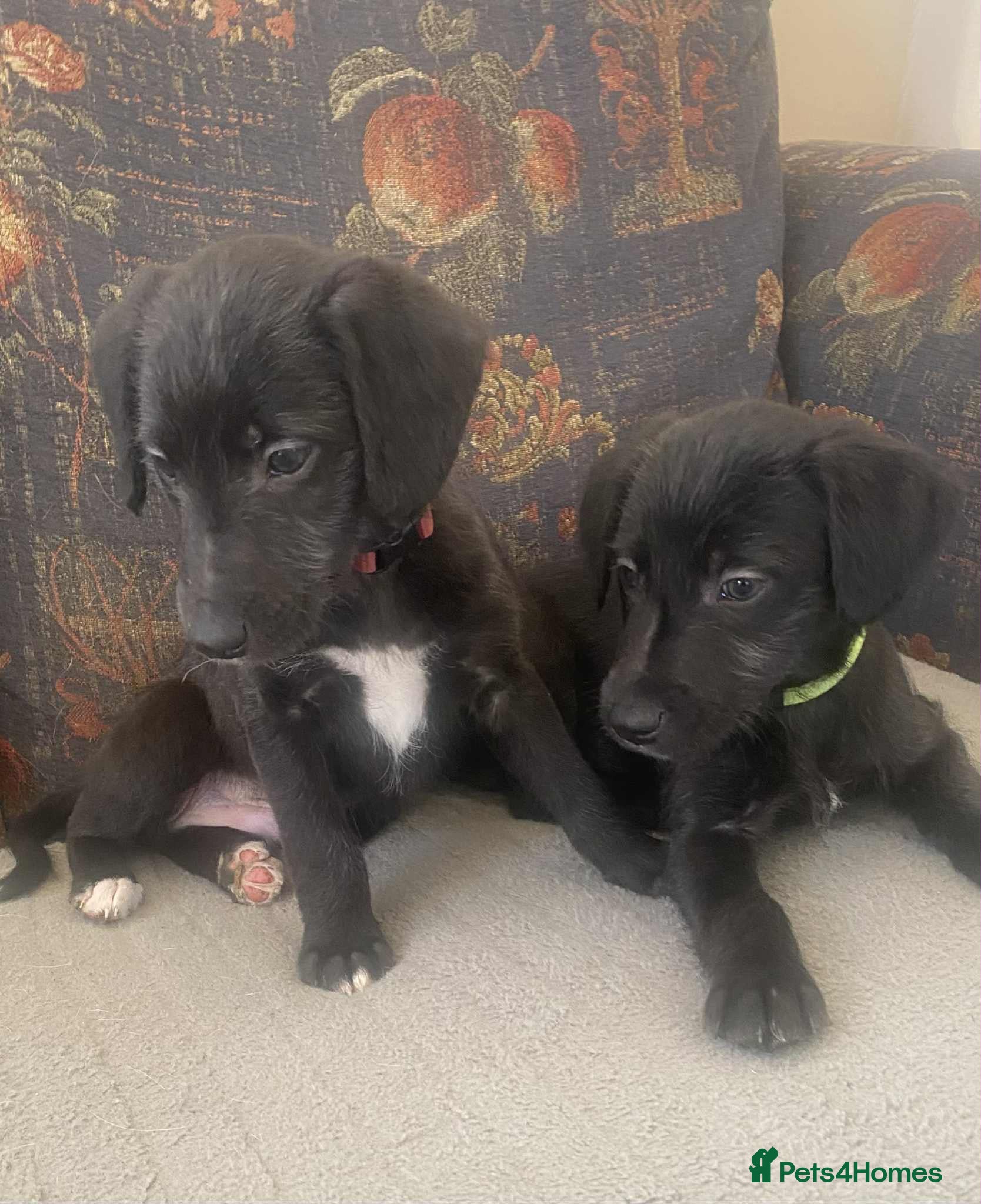 Mixed Breed dogs F1 BEDLINGTON X WHIPPETS - Advert 11