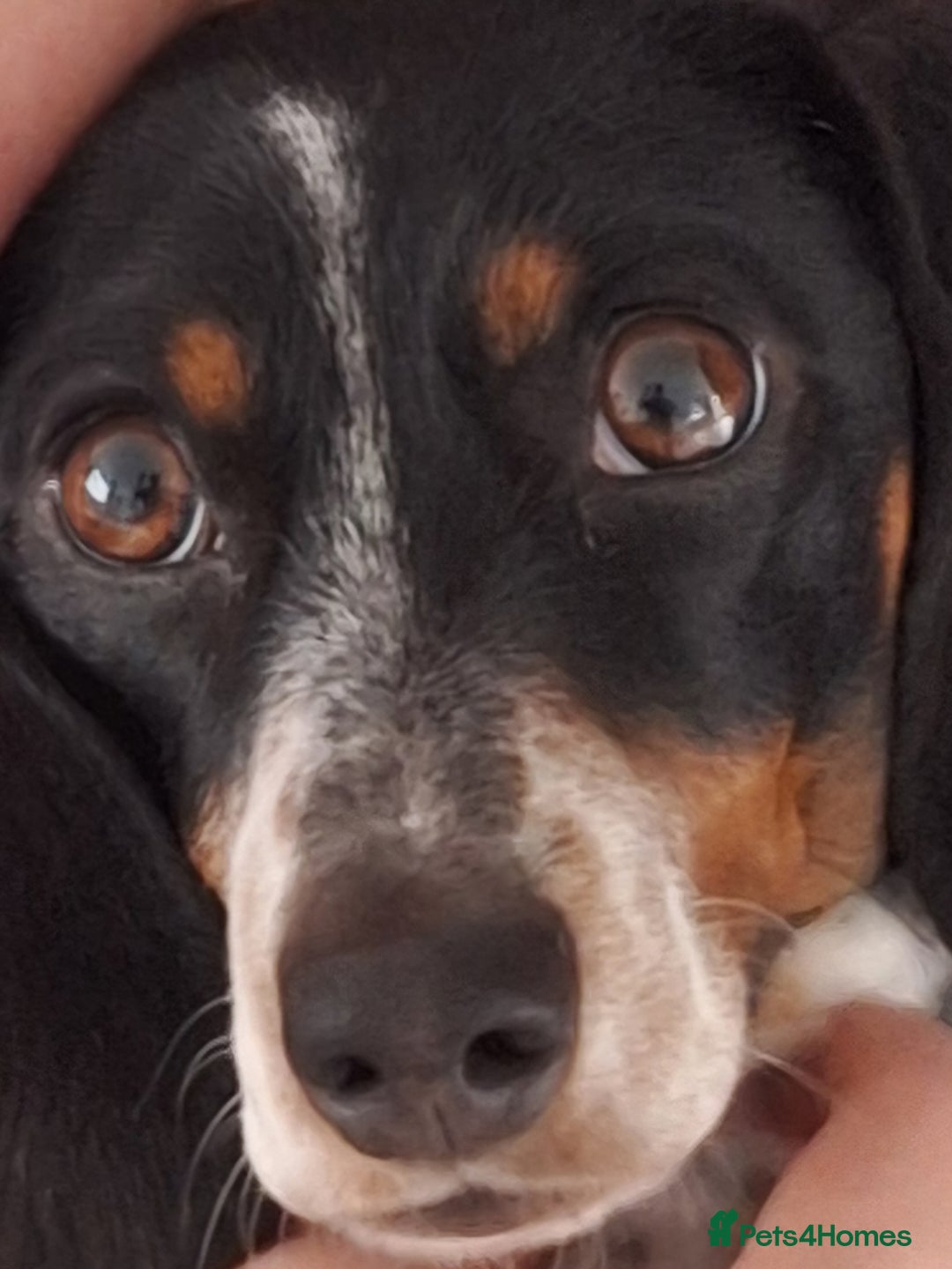 Miniature Dachshund dogs for sale: Miniature Dachsund  - Advert 2