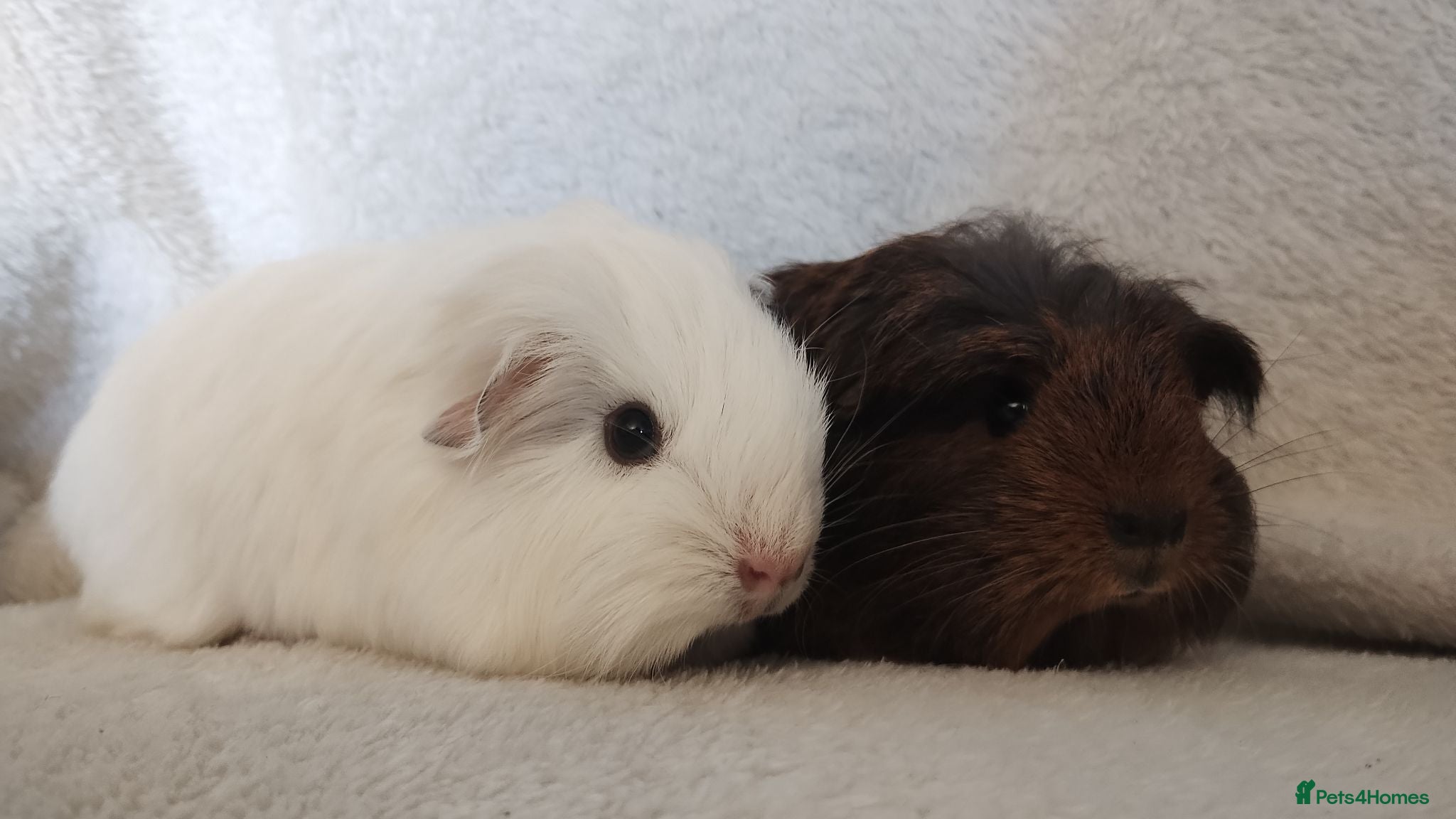 Guinea Pig rodents Price for two boy guinea pigs so tame  - Advert 2