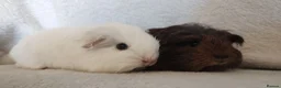 Guinea Pig rodents for sale: Price for two boy guinea pigs so tame  - Advert 2