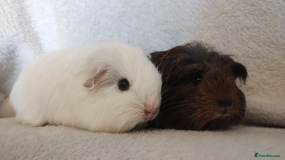 Guinea Pig rodents for sale: Price for two boy guinea pigs so tame  - Advert 2