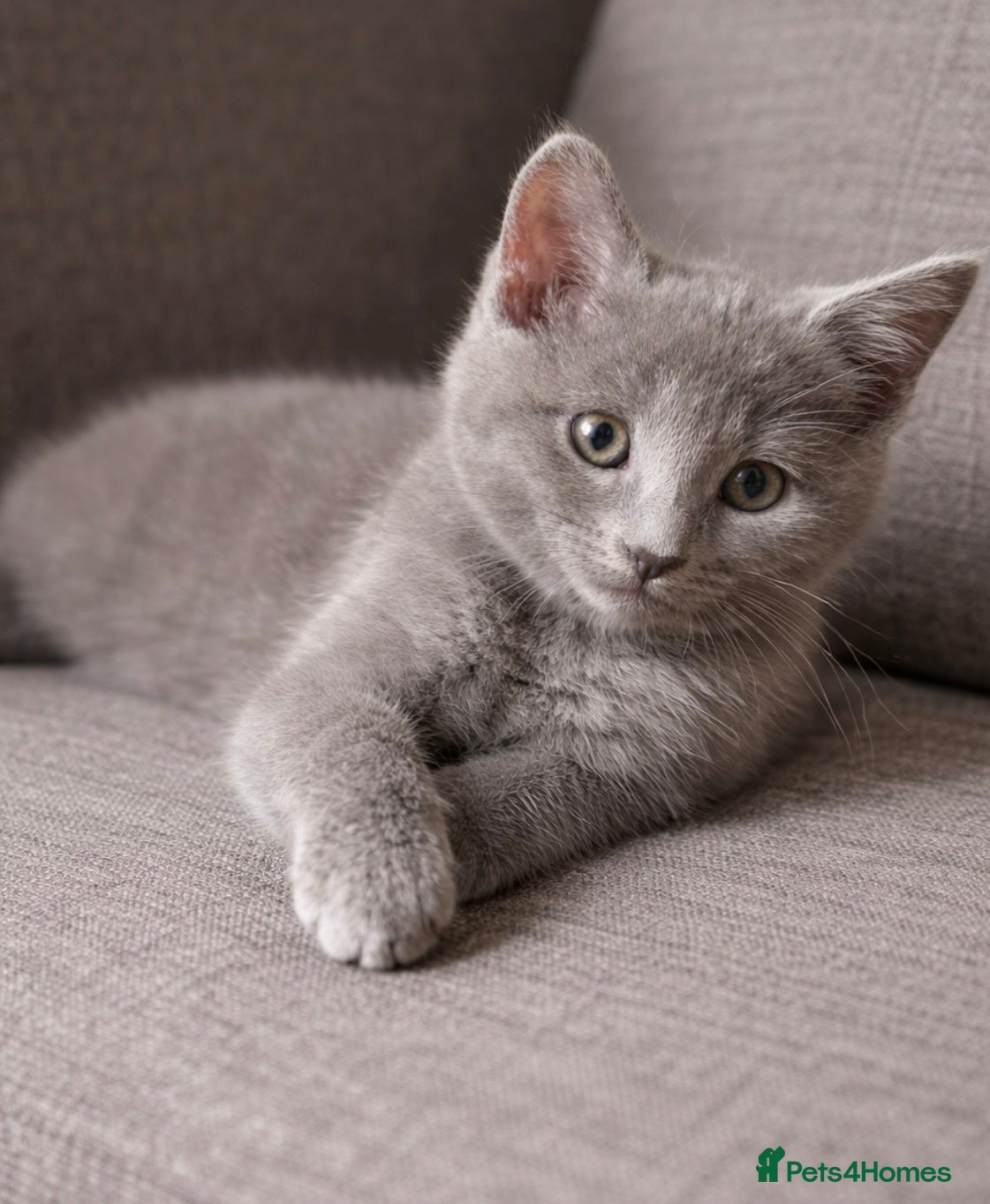 Mixed Breed cats British shorthair cross ragdoll  - Advert 1