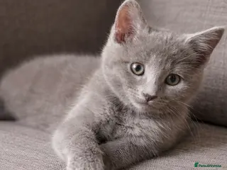 Mixed Breed cats British shorthair cross ragdoll - Advert 1