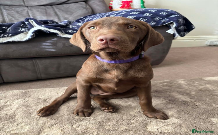 Labrador Retriever dogs Chocolate Labrador - Advert 1