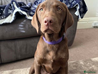 Labrador Retriever dogs Chocolate Labrador - Advert 1