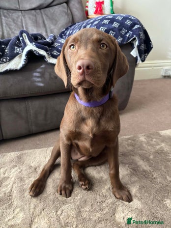 Labrador Retriever dogs Chocolate Labrador - Advert 1