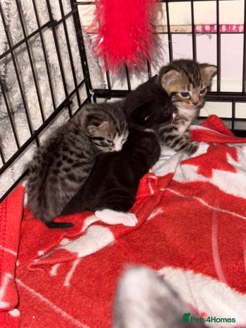 Mixed Breed cats - Advert 14