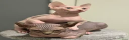 Sphynx cats for sale: Beautiful SphynxBoys Looking for the Perfect Home  - Advert 18