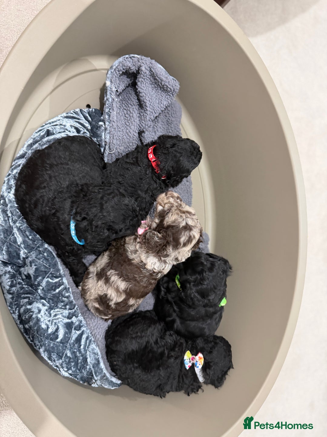 Cockapoo dogs for sale: 5 Cockapoo Puppies - Advert 3