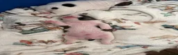 English Bulldog dogs for sale: Bulldog puppies  in Glasgow - Advert 5