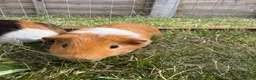 Guinea Pig rodents for sale: Baby Guinea pigs  - Advert 4