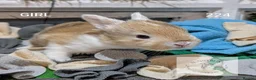Mixed Breed rabbits for sale: Beautiful bunnies to reserve  - Advert 3