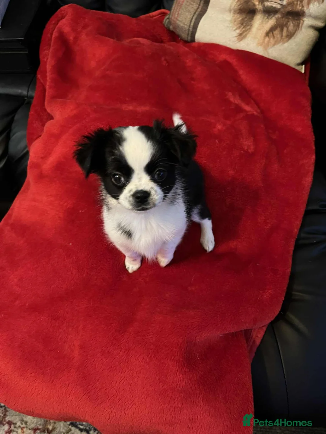 Chug dogs for sale: Chug Puppy for Sale Best of Litter (Longhaired) - Advert 1