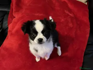 Chug dogs Chug Puppy for Sale Best of Litter (Longhaired) - Advert 8