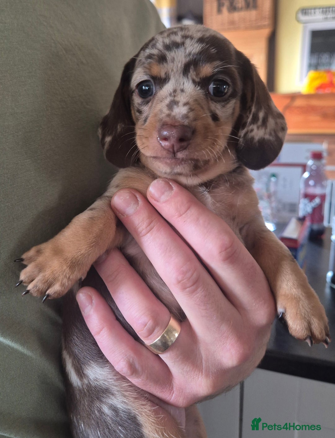 Miniature Dachshund dogs for sale: Beautiful Miniature Dachshunds  - Image 5