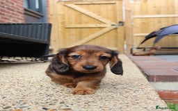 Miniature Dachshund dogs for sale: Russian Miniature longhaired dachshund males - Image 11