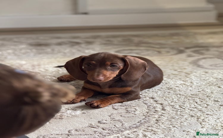 Dachshund dogs Dashound bella puppy - Advert 1