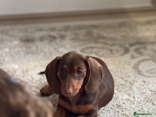 Dachshund dogs Dashound bella puppy - Advert 1